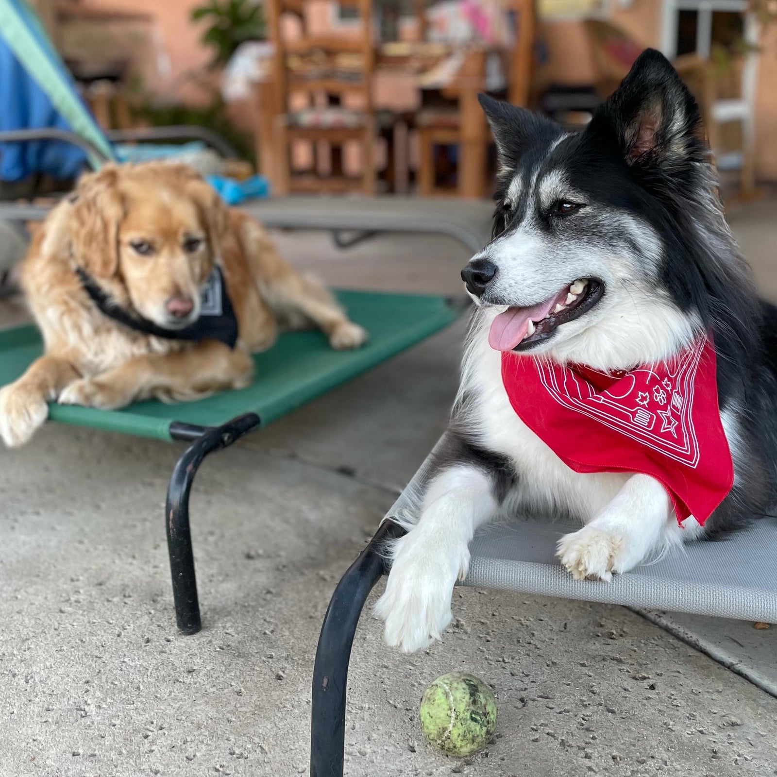 Vew of dog wearing Nordstrand Hometown Bandana in Red