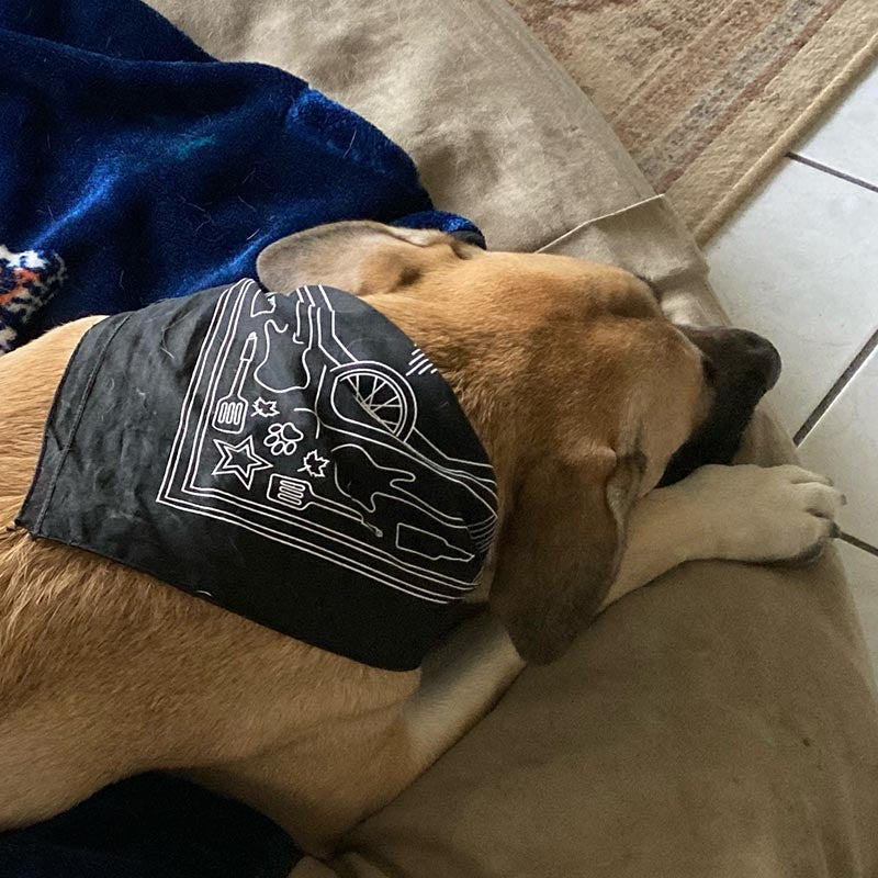 Vew of dog wearing Nordstrand Hometown Bandana in Black
