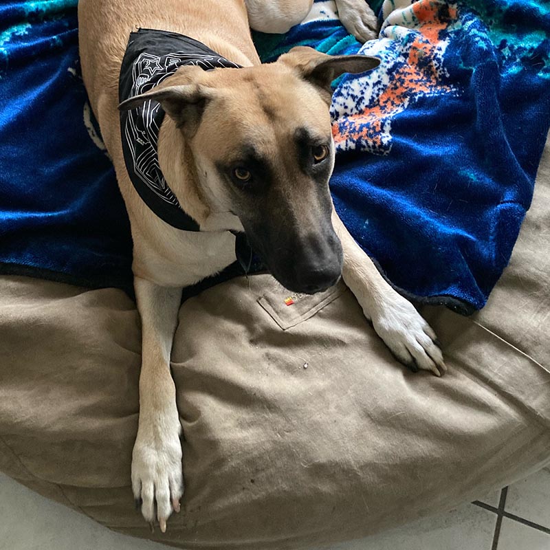 Vew of dog wearing Nordstrand Hometown Bandana in Black