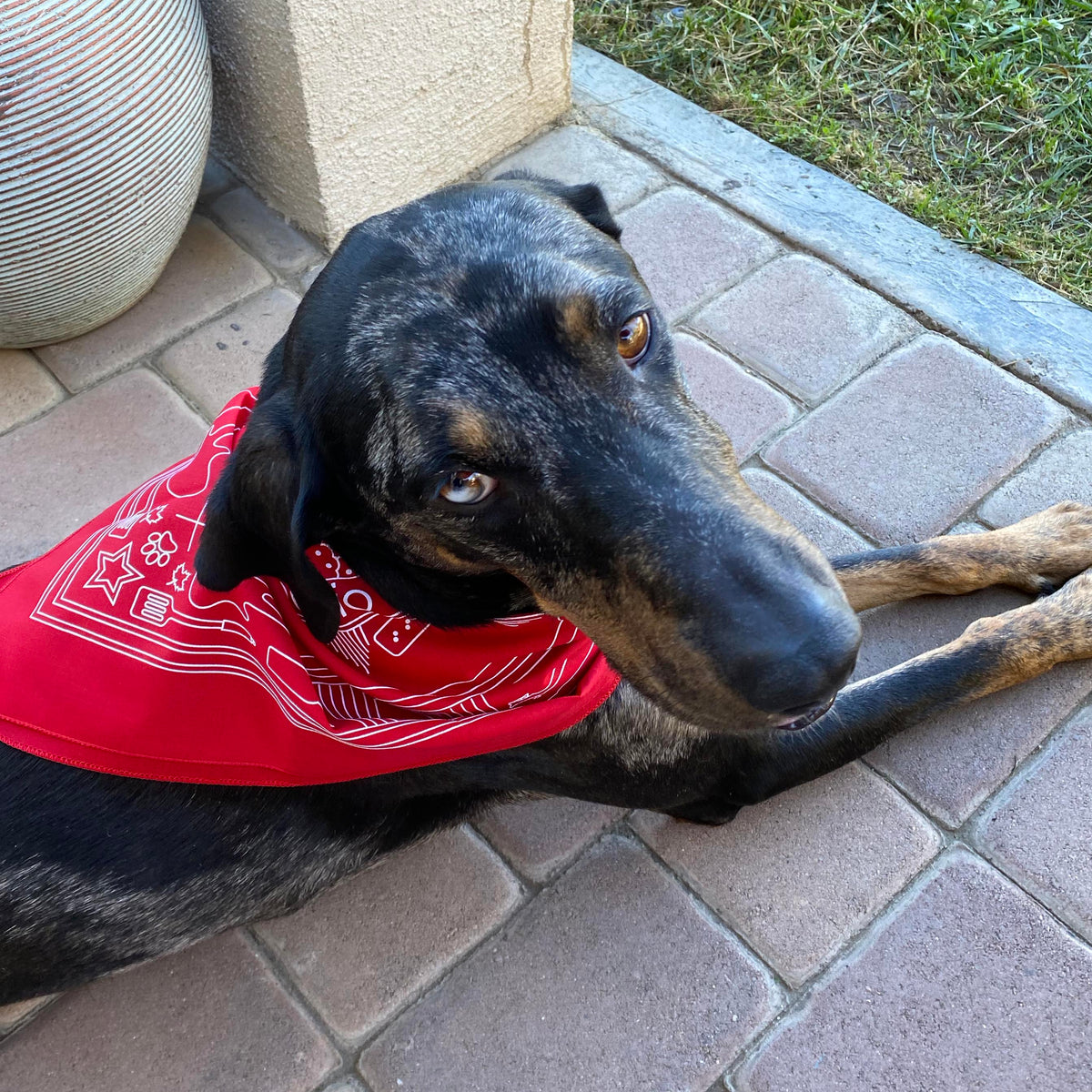 Vew of dog wearing Nordstrand Hometown Bandana in Red
