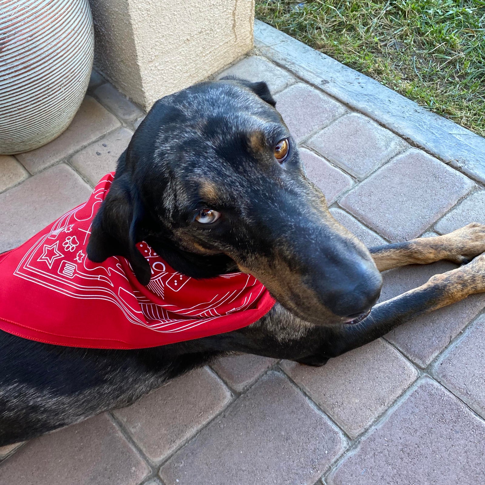 Vew of dog wearing Nordstrand Hometown Bandana in Red